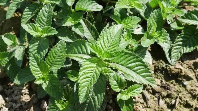 北方凉粉与南方凉粉,南方的凉粉和北方的凉粉不同