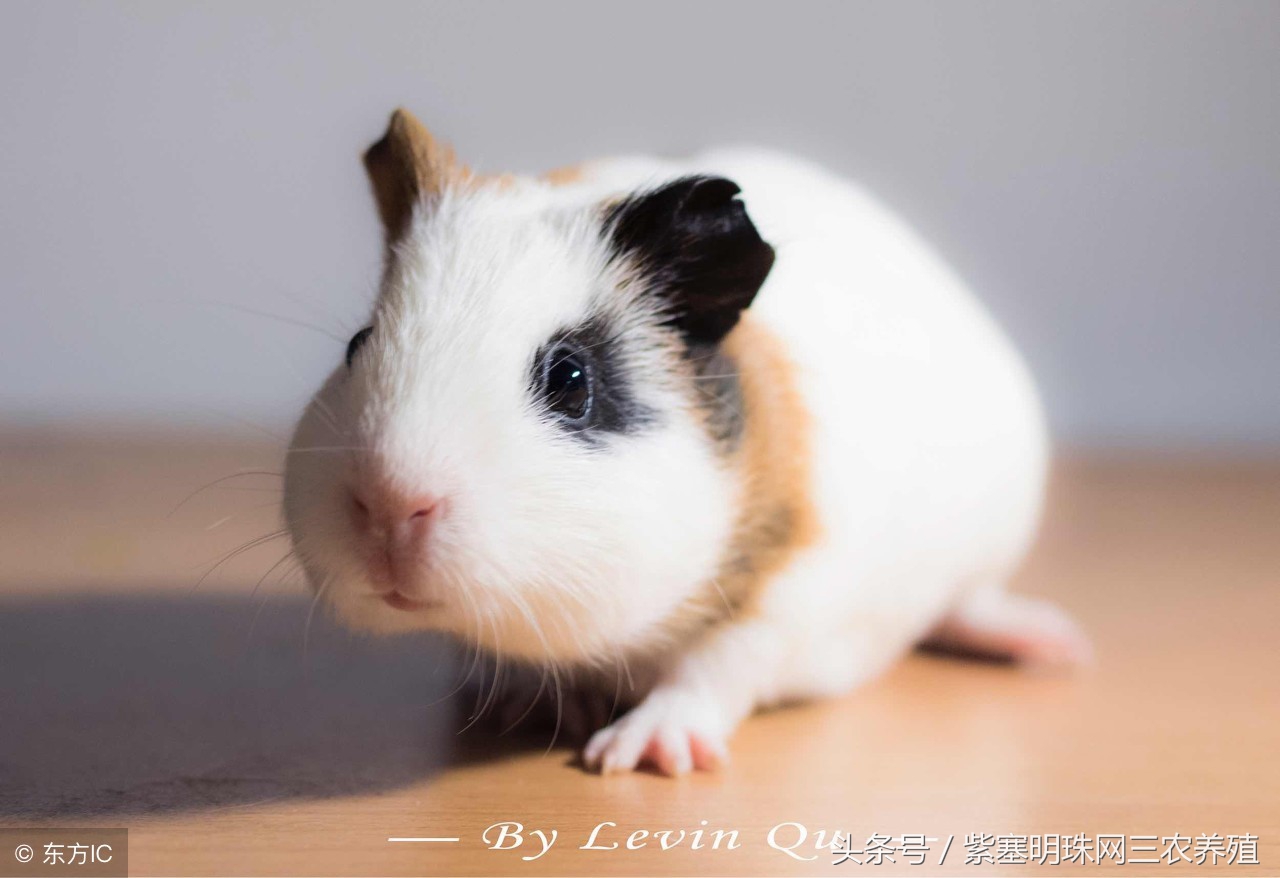 大型养殖荷兰猪新手入门必知,荷兰猪怎么养殖技术最好