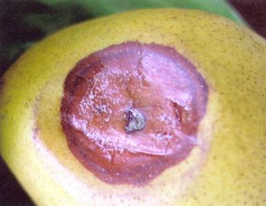 梨青霉病,梨青霉病与梨绿霉病主要症状区别