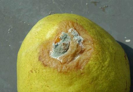 梨青霉病,梨青霉病与梨绿霉病主要症状区别