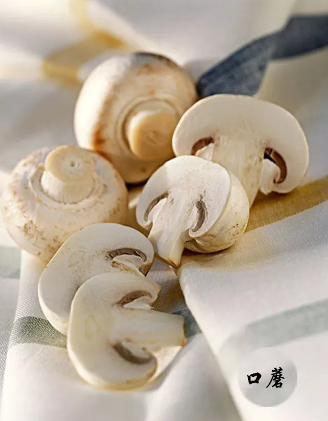 口蘑的产地在哪里,口蘑是不是中国美味蘑菇