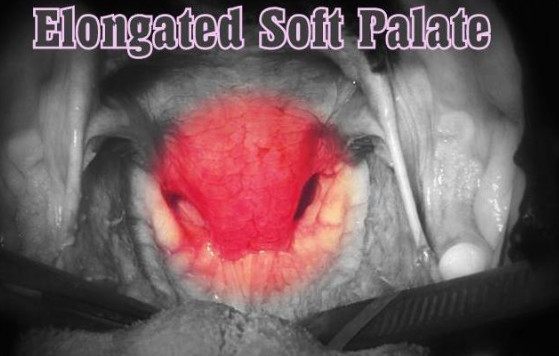 斗牛犬各种疾病的表现,斗牛犬的一些常见病