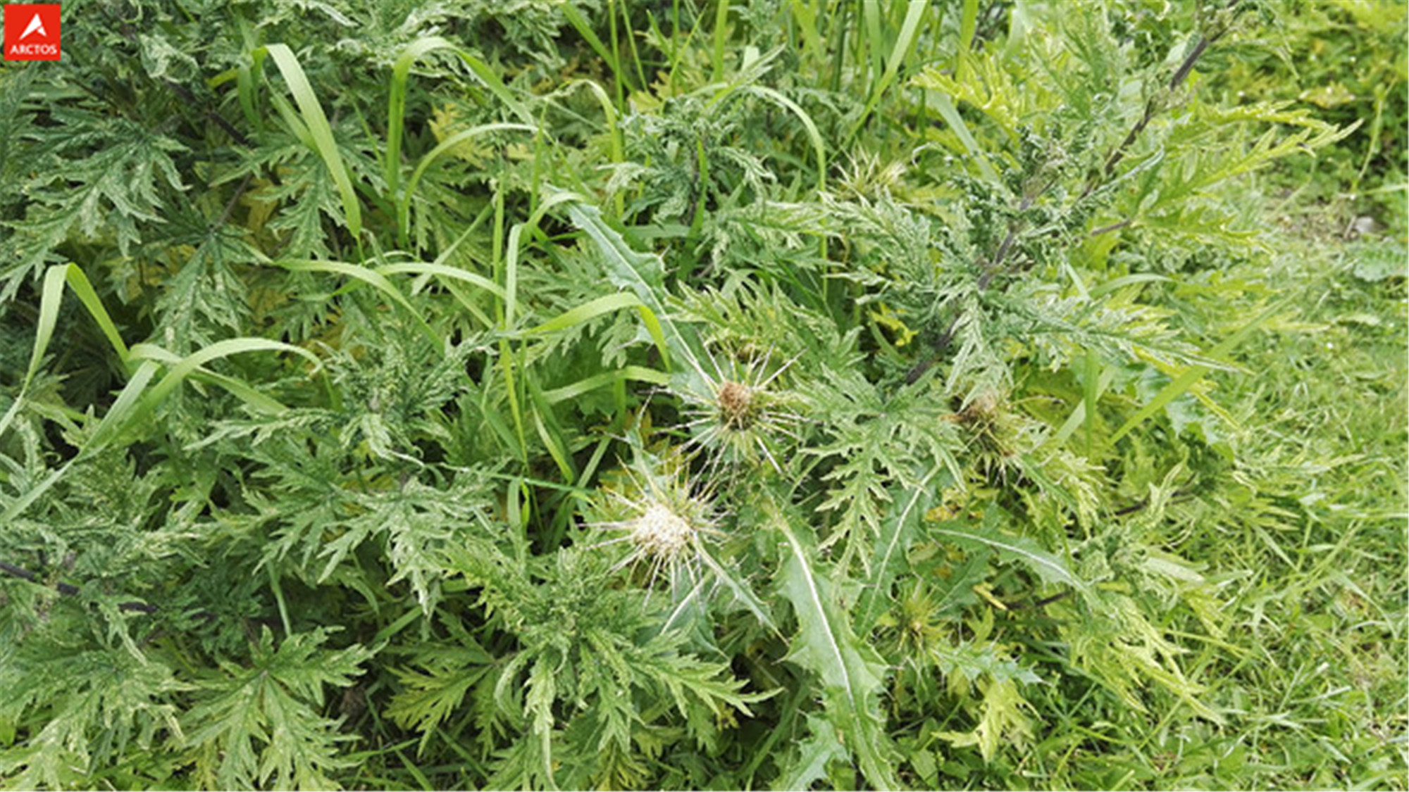 一次偶然，铸就永恒，十年驴龄的他“长存”于此-乌孙驴行记