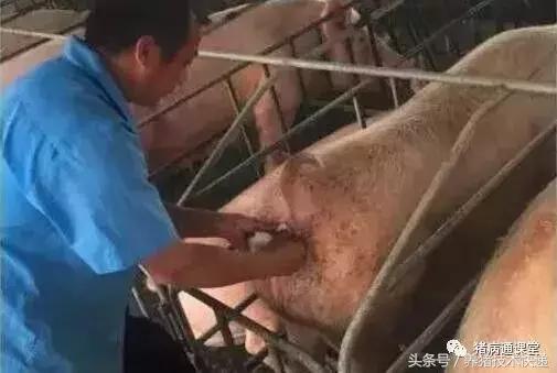 猪场人工授精的正确方法,猪场给母猪人工授精注意哪些