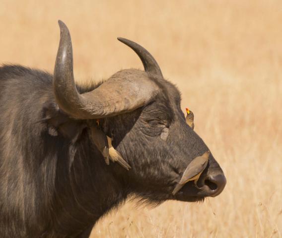花椒治牛癣方法,治辣椒白粉虱特效药