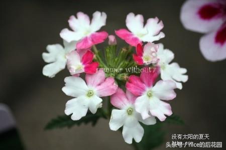 美女樱认不得？只怪它衣服太多