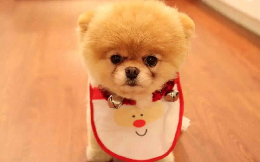 狗狗吃便便的几个原因,狗狗便便怎么解决