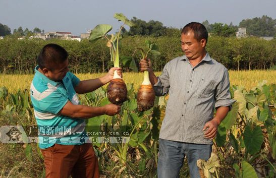 今天，荔浦正式撤县设市！