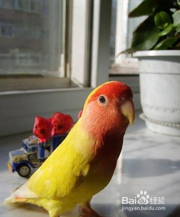 怎么训练黄桃鹦鹉粘人亲近人,鹦鹉怎么训练才站在主人的手上