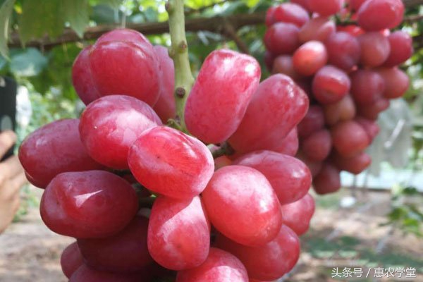 浪漫红颜葡萄栽培技术,浪漫红颜和妮娜皇后葡萄哪个更好