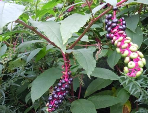 总被农民误当人参种植，夏末农民傻眼了，没毁掉的农民却用它致富