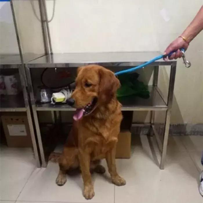 阿拉斯加被金毛吓怂,金毛受到惊吓后跑了