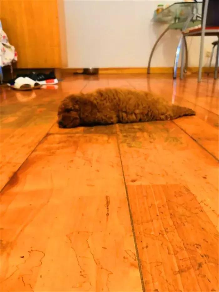 泰迪为什么那么爱挑衅大狗,泰迪狗仗人势的坏习惯怎么纠正