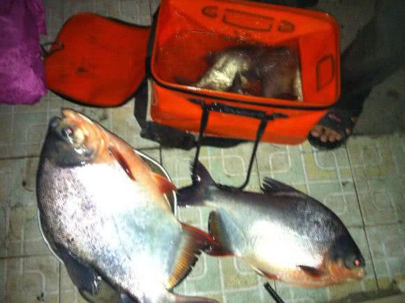 这白鲳鱼6元一斤,随便钓,有牙齿,非常凶猛,溜鱼特别爽