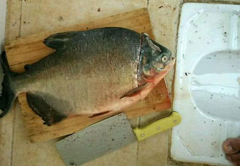 长尾银鲳鱼多少钱一斤,钓鲳鱼怎样溜鱼