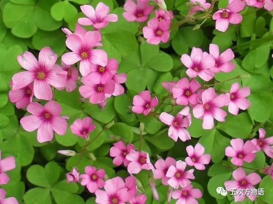 紫色酸浆草有什么功效与作用,农村地里酸浆草有什么功效