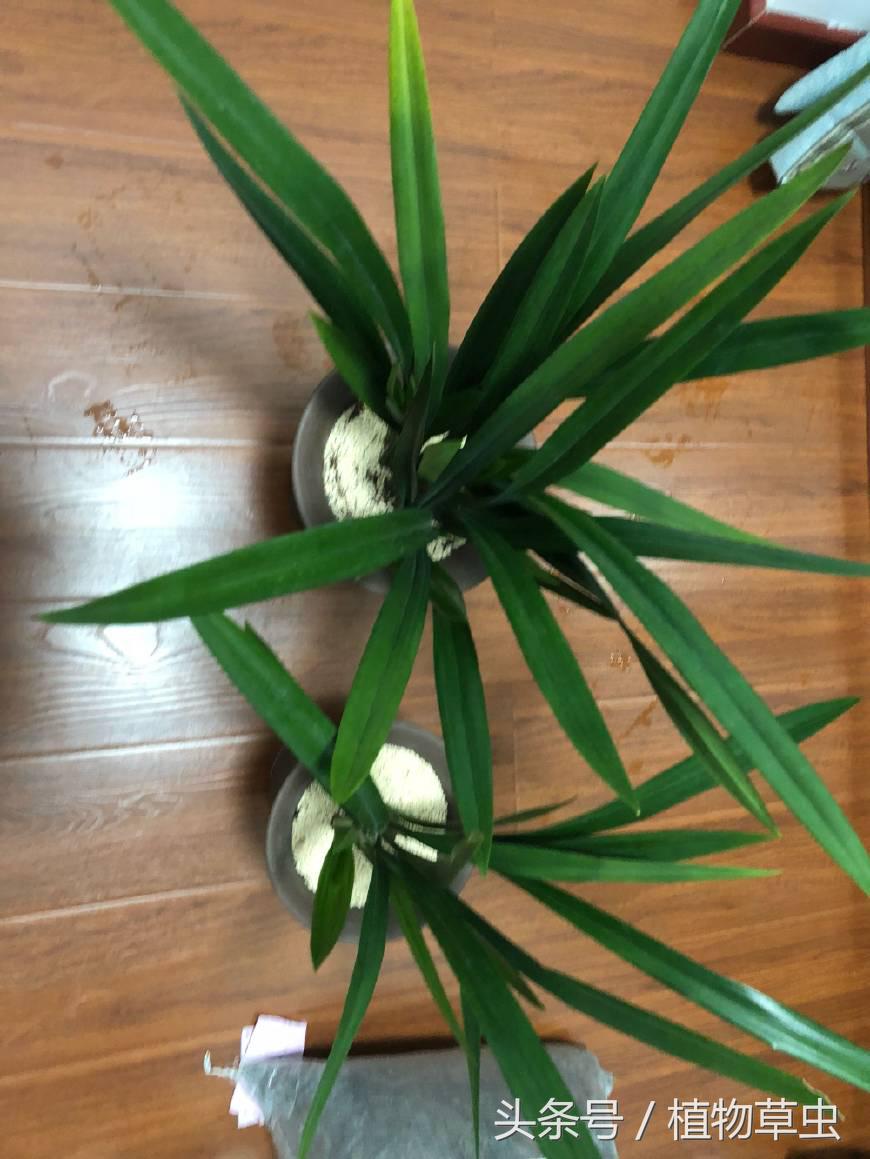 养兰花谨记3个小细节爆盆拦不住,兰花换盆后怎么养才能长得更好