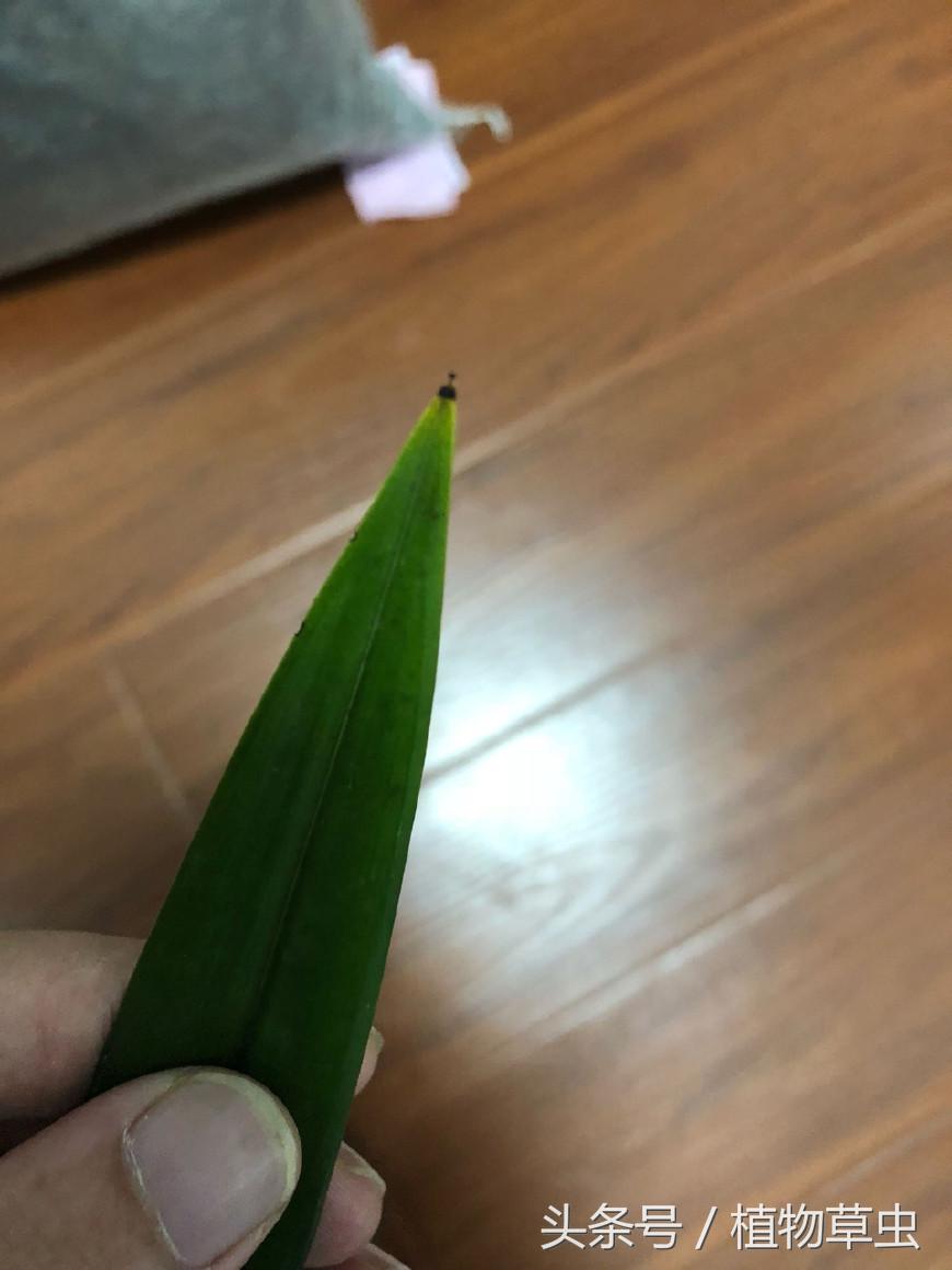 养兰花谨记3个小细节爆盆拦不住,兰花换盆后怎么养才能长得更好