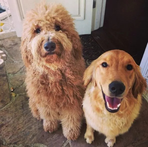 维密超模猫咪,维密秀猫咪