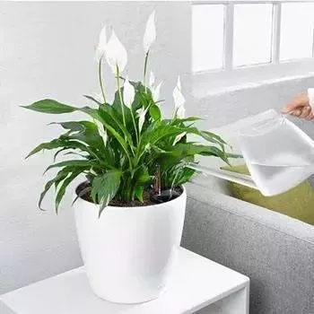 花肥施得太多花蔫了咋办,花肥施钾后多了怎么办