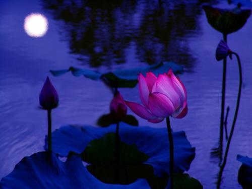 中秋节的图画与诗句,画中秋节的来历和习俗