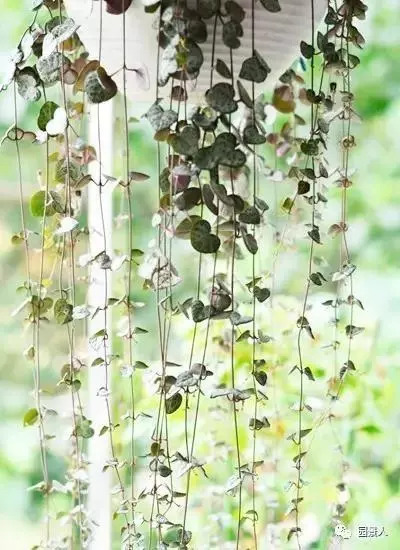 植物窗帘图案,植物窗帘效果图大全