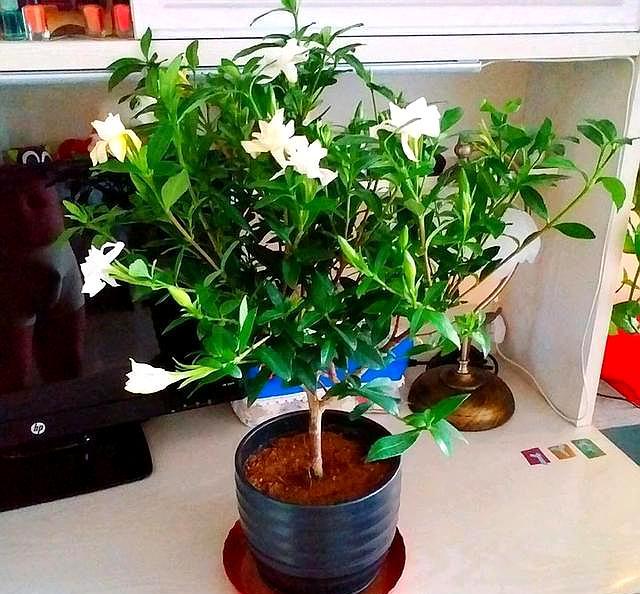 栀子花苞怎么能快速开放,如何让摘下的栀子花花苞开花