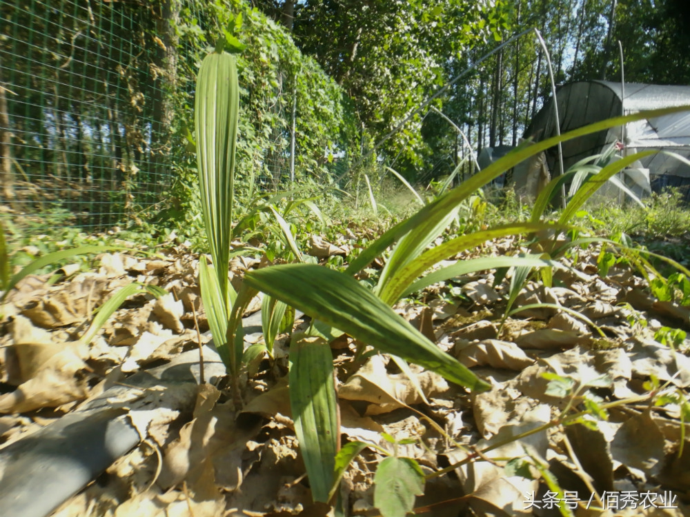 农村种植什么能够快速稳定赚钱呢,未来农村种植赚钱的六个方向