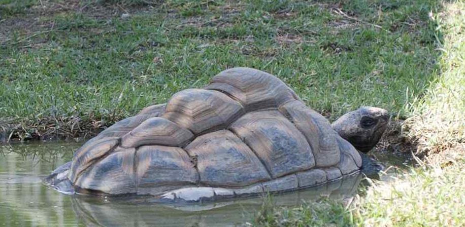 恐龙为什么如此巨大,恐龙为什么能长那么大的原因