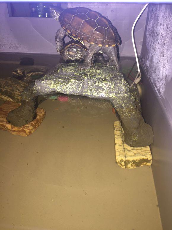 「龟友记录」萌妹子养龟全纪录（第一部）