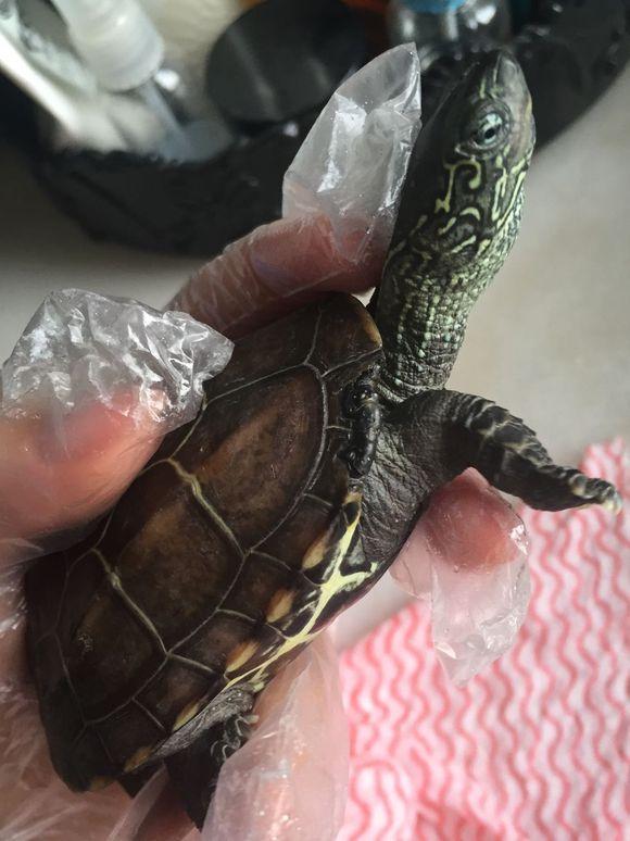 「龟友记录」萌妹子养龟全纪录（第一部）