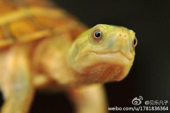 「龟友记录」萌妹子养龟全纪录（第一部）