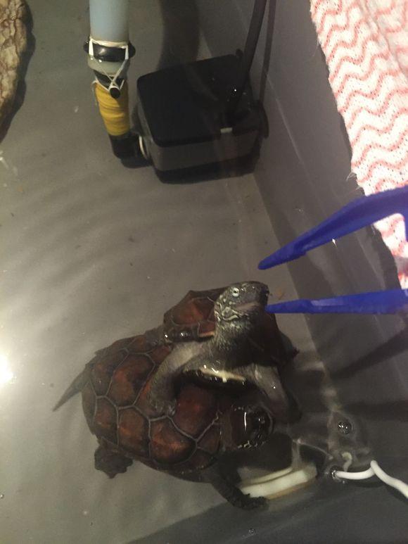 「龟友记录」萌妹子养龟全纪录（第一部）