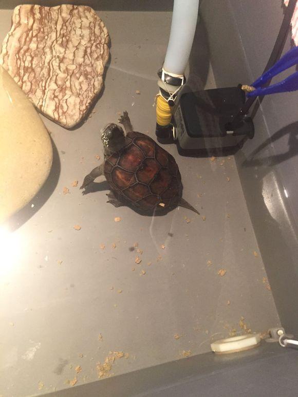 「龟友记录」萌妹子养龟全纪录（第一部）