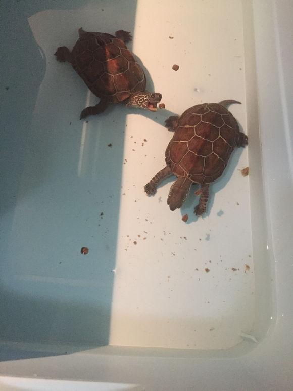 「龟友记录」萌妹子养龟全纪录（第一部）