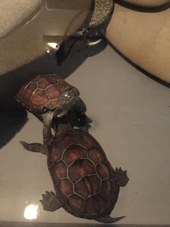 「龟友记录」萌妹子养龟全纪录（第一部）