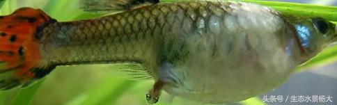 怎么才能让怀孕的鱼生宝宝,鱼生宝宝的方式有几种