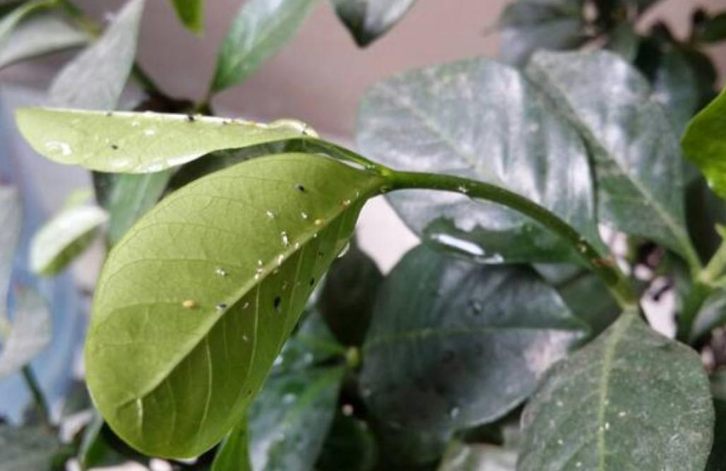 怎样处理栀子花上的甲壳虫,刚扦插的栀子花长蚧壳虫怎么办