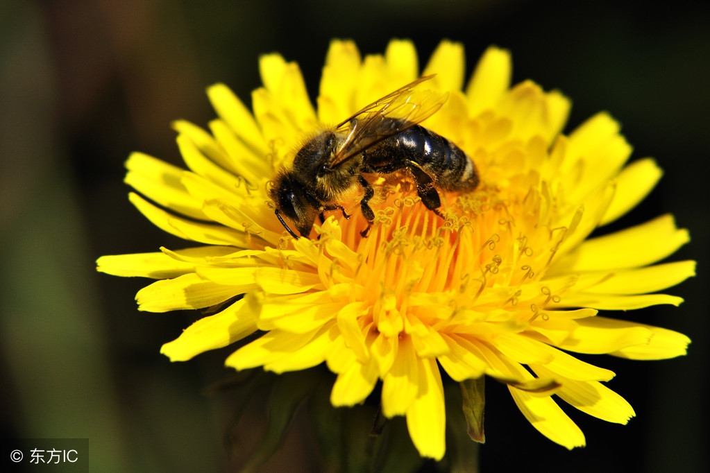 苍蝇是害虫还是益虫,详细的说苍蝇到底是不是害虫