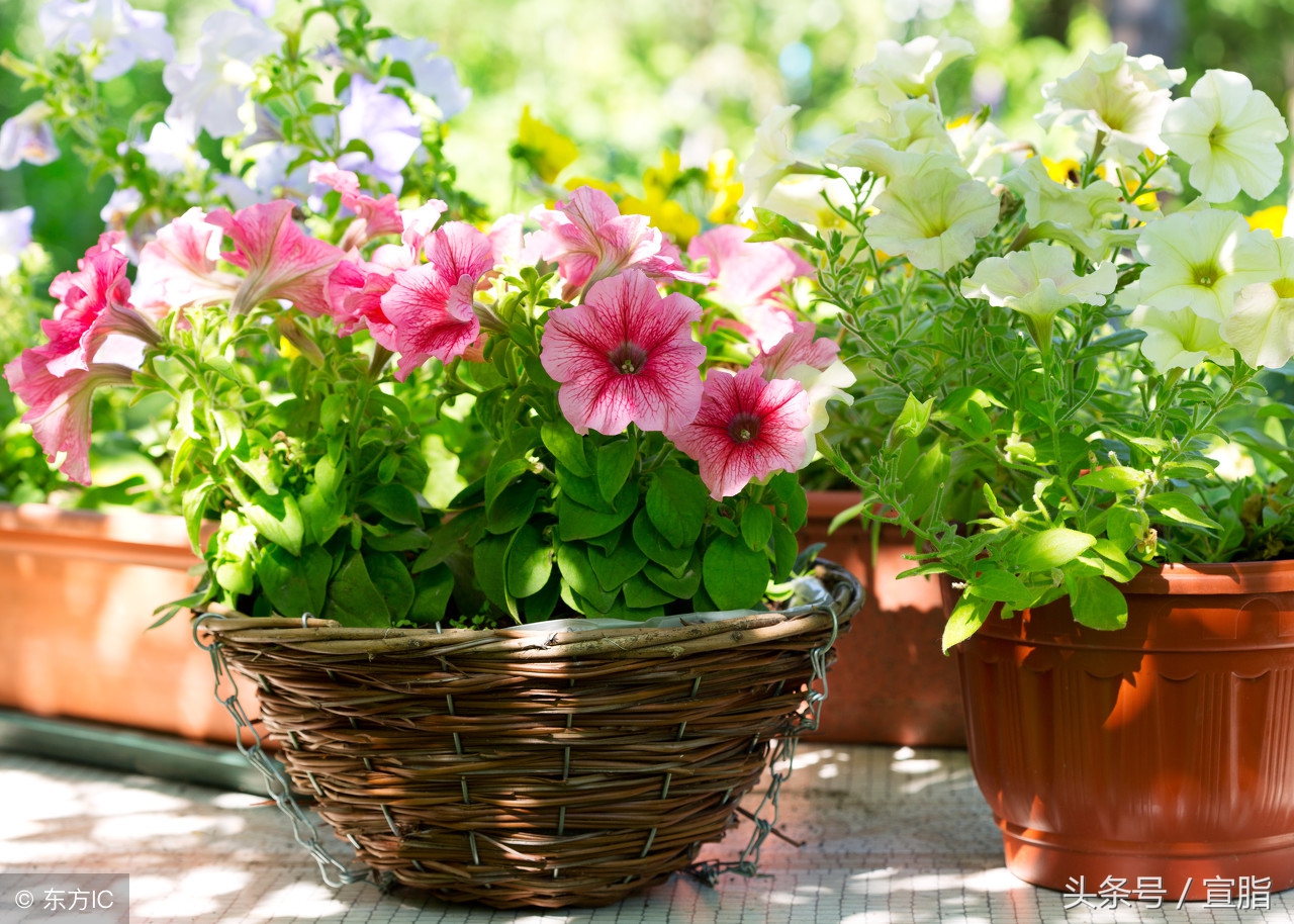 如何提高作文写作能力小学,小学作文写作方法与技巧视频教学