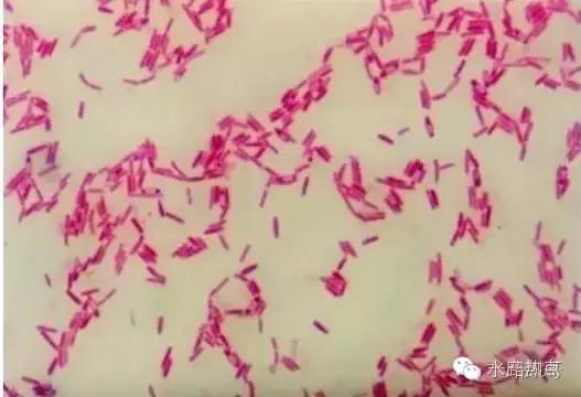 水产养殖芽孢杆菌培养方法,水产养殖芽孢杆菌多久有效果