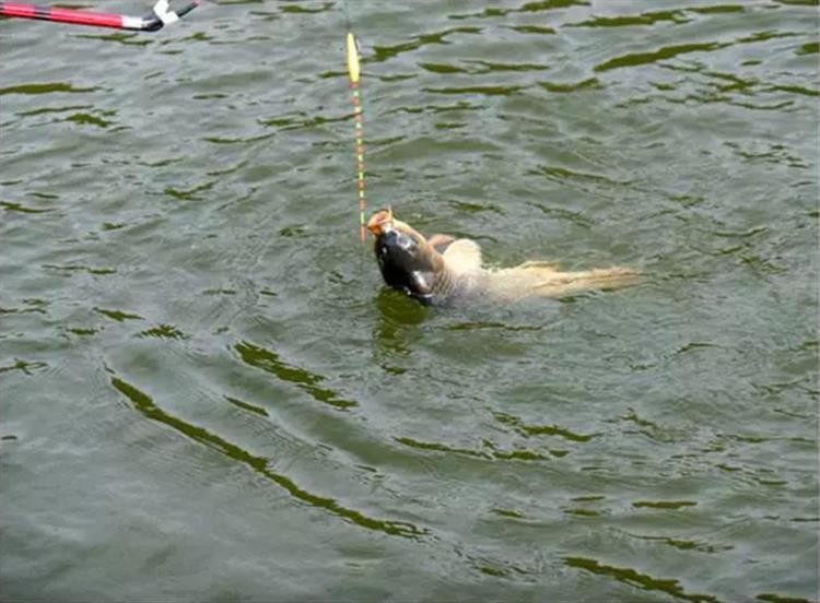 串钩钓鱼技巧和注意事项,串钩钓鱼技巧和方法