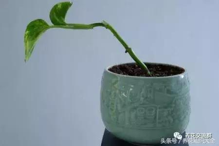 水培绿萝怎么养护长得才茂盛,刚种植的大盆绿萝柱怎么养护