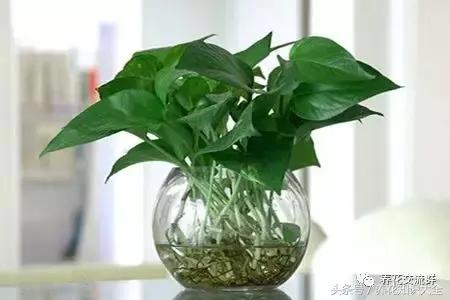 水培绿萝怎么养护长得才茂盛,刚种植的大盆绿萝柱怎么养护