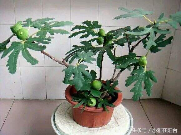 无花果枝繁叶茂,刚刚种的无花果怎么提高成活率