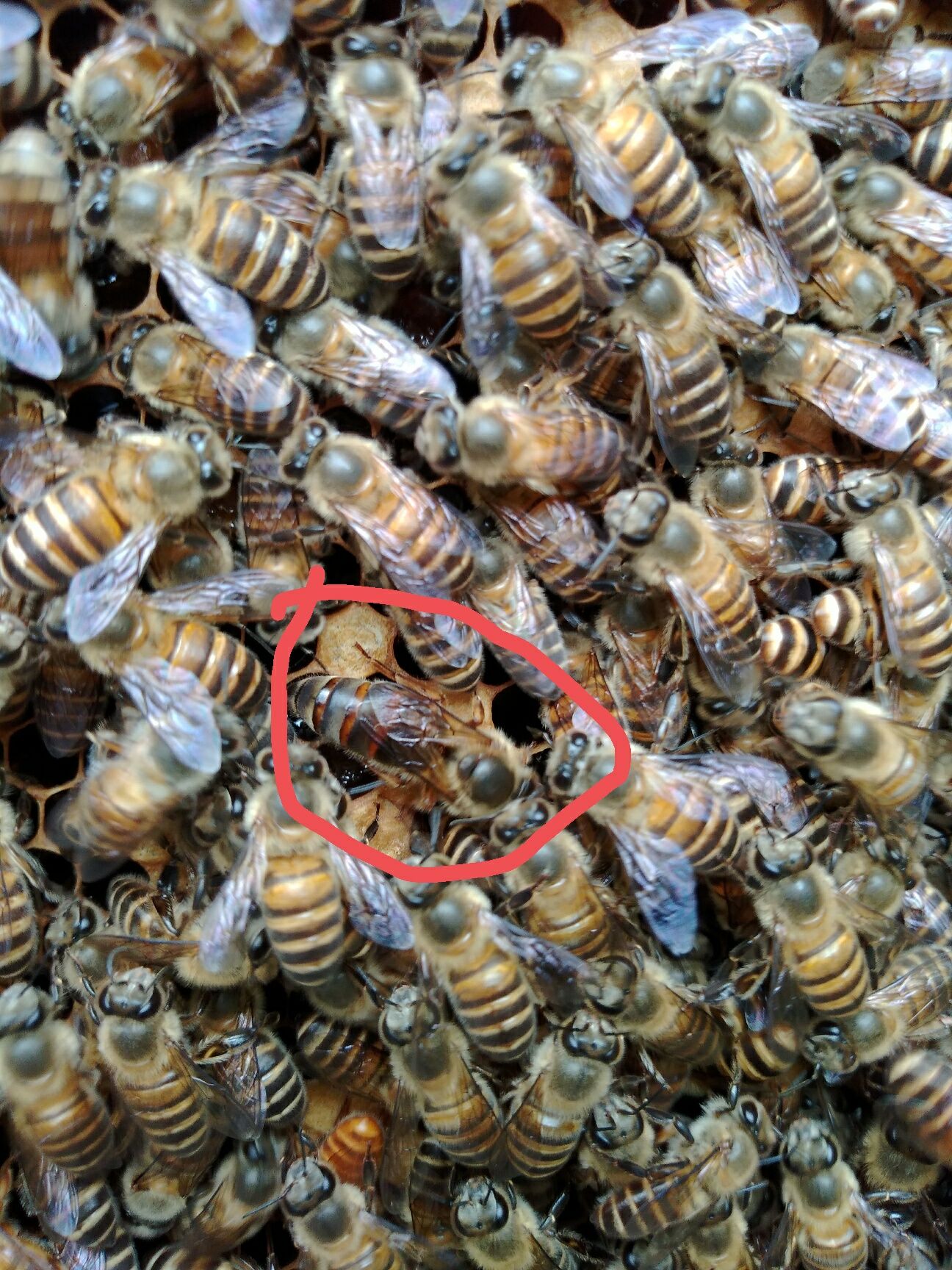 箱外观察中蜂正常现象,箱外观察技术视频