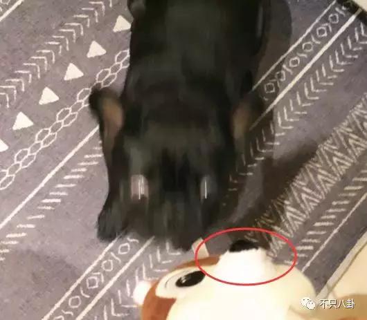 放狗咬人、脏话还打孕妇？以甜美著称且百万粉丝的她竟有两张面孔