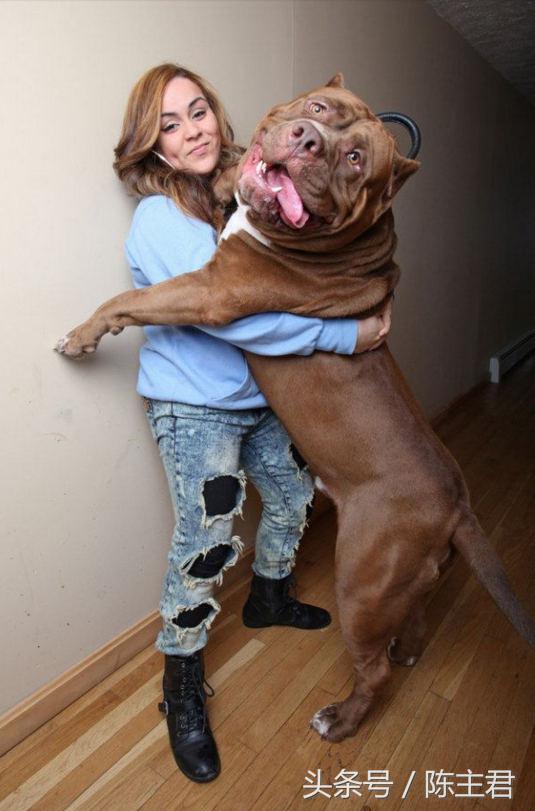 世界名犬前十名,世界名犬排名前十名图片