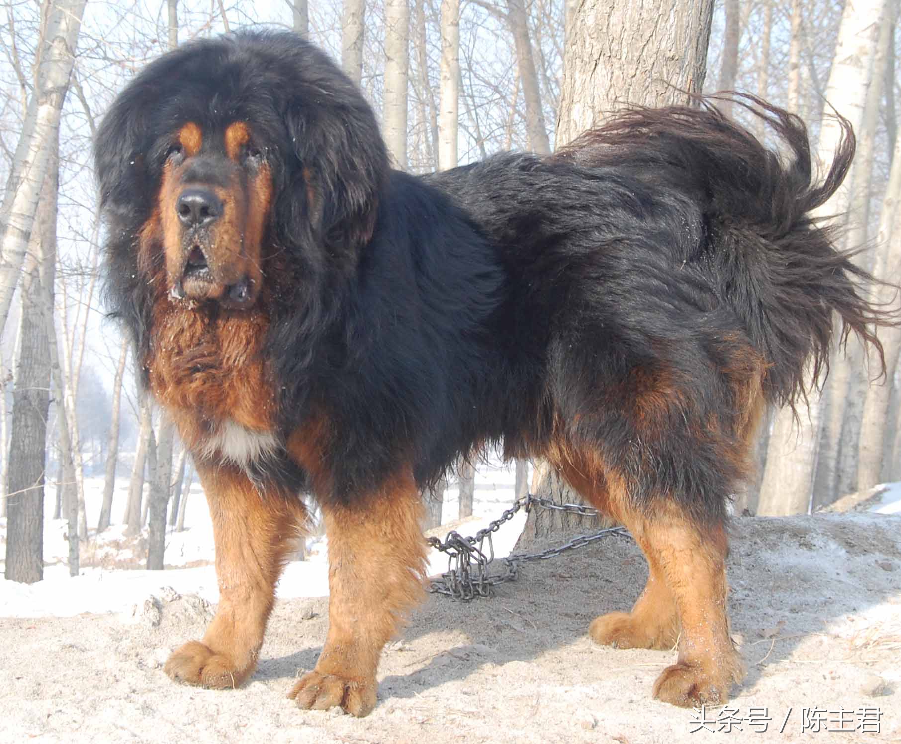 世界名犬前十名,世界名犬排名前十名图片