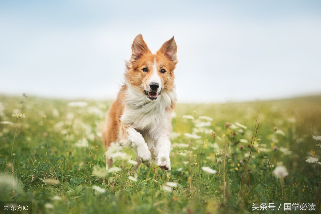 妙趣横生的十二生肖歇后语,十二生肖歇后语大全二年级